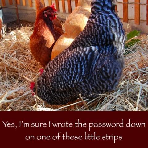 24037_february_7_2011_workday_chicken.jpg