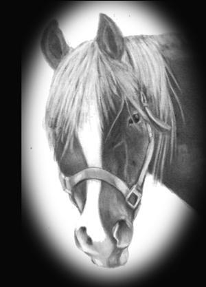 24037_horsedone.jpg