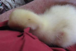 24037_img_7033sm.jpg