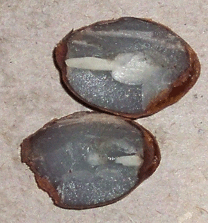 24037_persimmon.gif