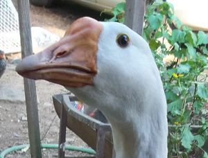 24037_poserface.jpg