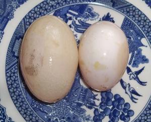 24037_posersegg2.jpg