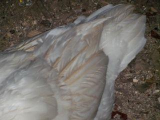24037_posersfeathers.jpg