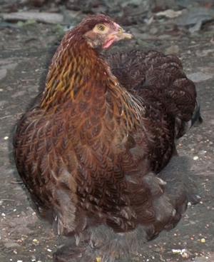 24037_rusty2sm.jpg