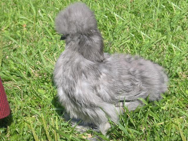 24037_silkiefix1b.jpg