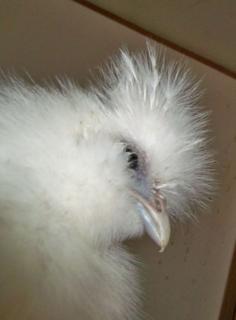 24037_sp1.jpg