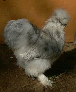 24037_squeek.jpg