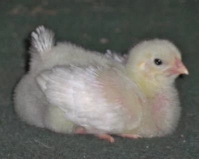 24037_tater.jpg