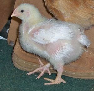 24037_tator3wk1.jpg