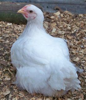 24037_tatortot.jpg