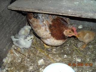 24061_dscn0873.jpg
