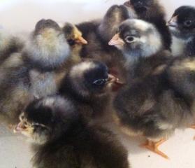 24088_oliveehatch031711pic1.jpg