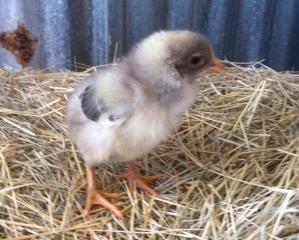 24088_oliveehatch040411pic2.jpg