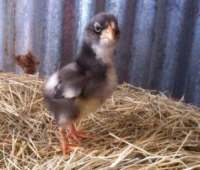24088_oliveehatch040411pic3.jpg