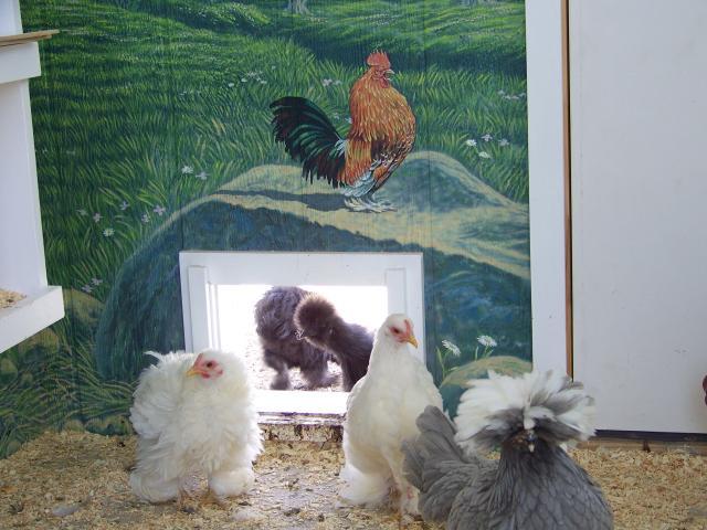 24131_summerpullets.jpg