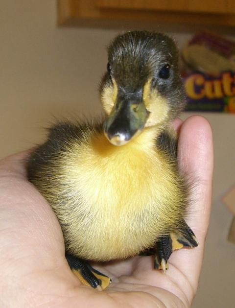 24137_50069_duckies_009.jpg