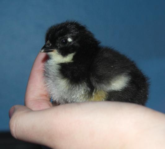 24137_chick_4.jpg