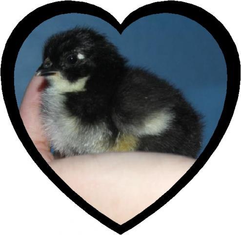 24137_chick_heart_jpeg.jpg