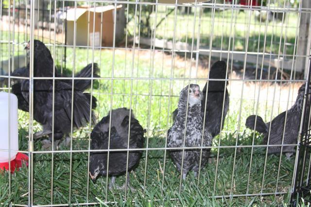 24137_chickenstock_543.jpg