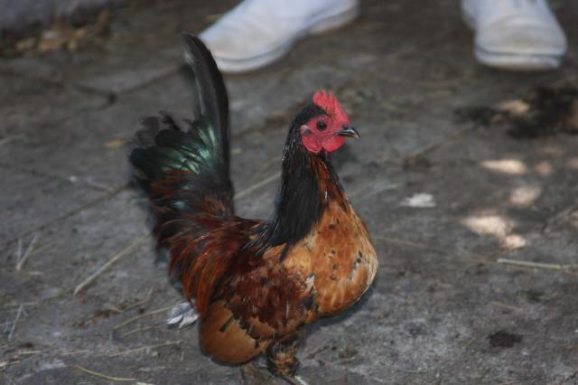 24137_chickenstock_553.jpg