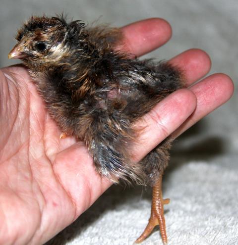 24137_chicks_032.jpg