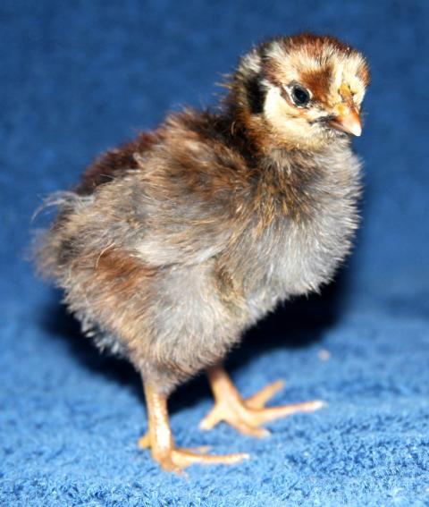 24137_chicks_044.jpg