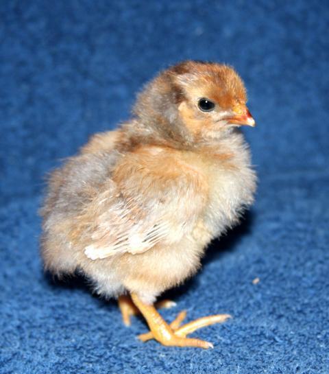 24137_chicks_047.jpg
