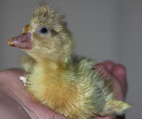 24137_chicks_067.jpg