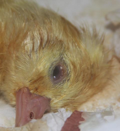 24137_chicks_093.jpg