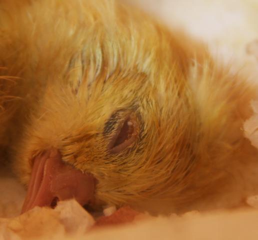 24137_chicks_095.jpg