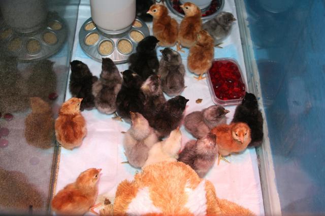 24137_chicks_6.jpg