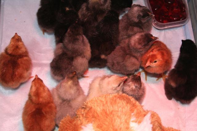 24137_chicks_7.jpg