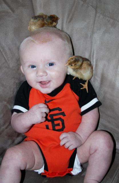 24137_chicks_dig_orange_and_black.jpg