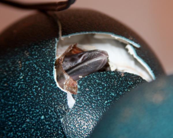 24137_emu_hatching.jpg