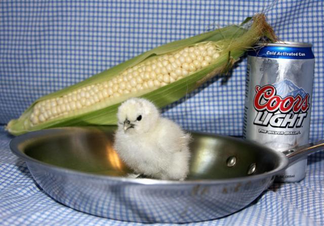 24137_silkie_dinner_2.jpg