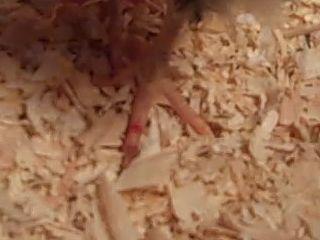 24137_video_40_00m_00s.jpg