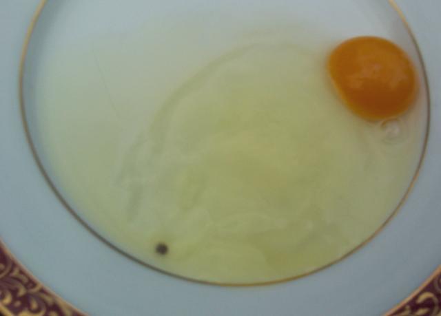 24145_1st_egg_blood_spot.jpg
