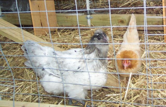 24145_best_friends_hens.jpg