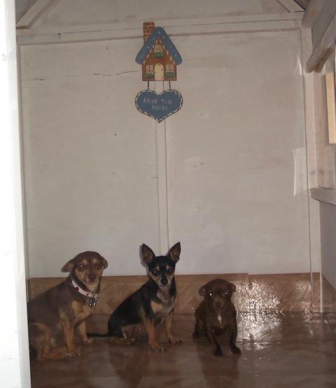 24145_dogs_inside_2.jpg