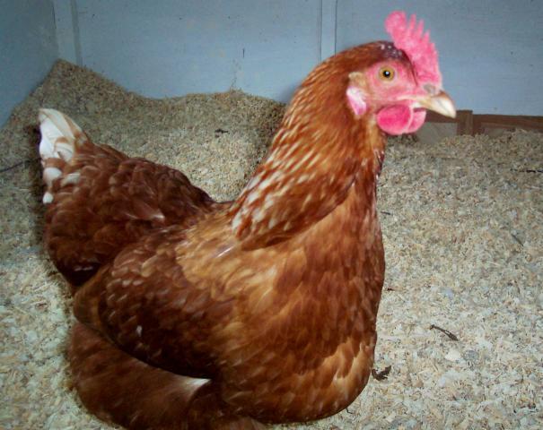 24145_golden_comet_in_playhouse_coop.jpg