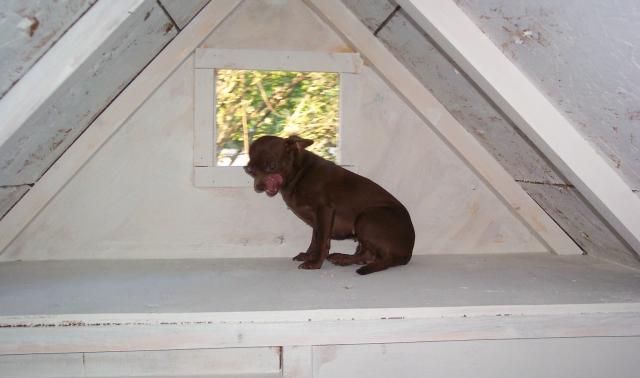 24145_lulu_in_attic.jpg