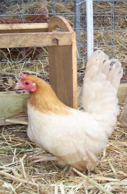 24145_serama_profile.jpg