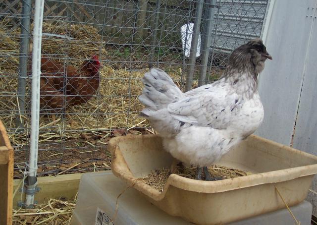 24145_splash_hen_profile.jpg