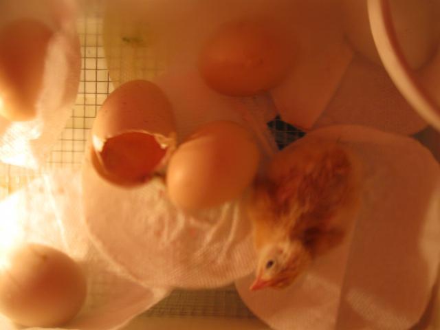 24157_baby_chicks_007.jpg