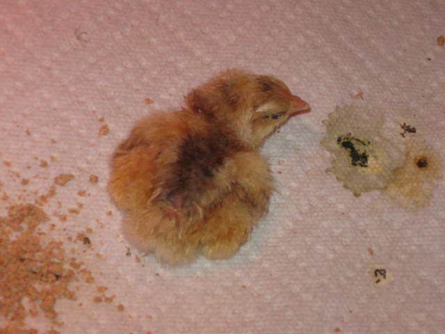 24157_baby_chicks_009.jpg