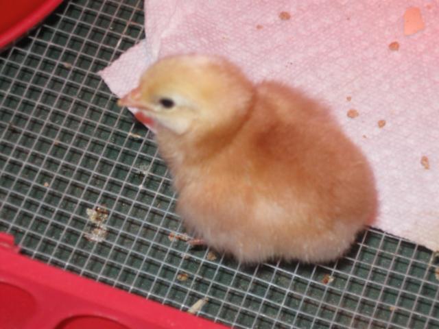 24157_baby_chicks_010.jpg