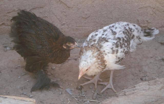 24162_cochinandaloha5-16-10.jpg
