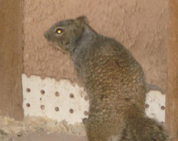 24162_squirrel4-14-10.jpg