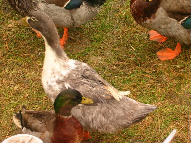 24181_ducks_003.jpg