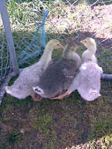 24181_goslings.jpg